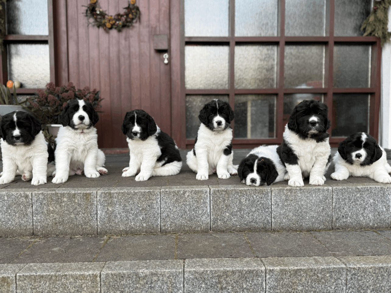 Landseer Wurf