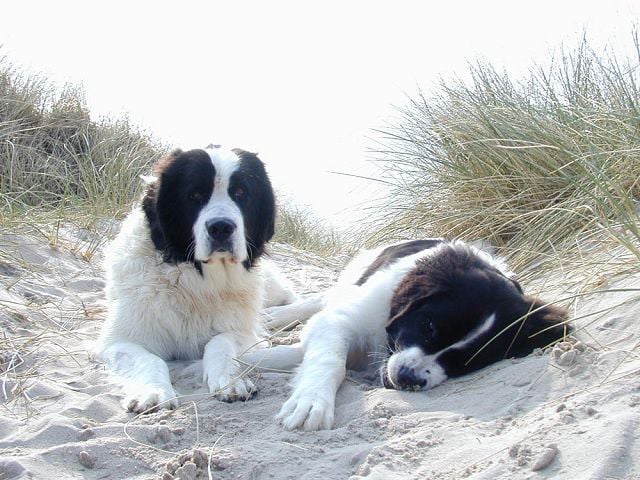 Landseer