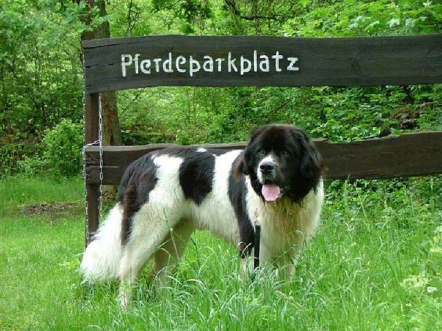 Landseer